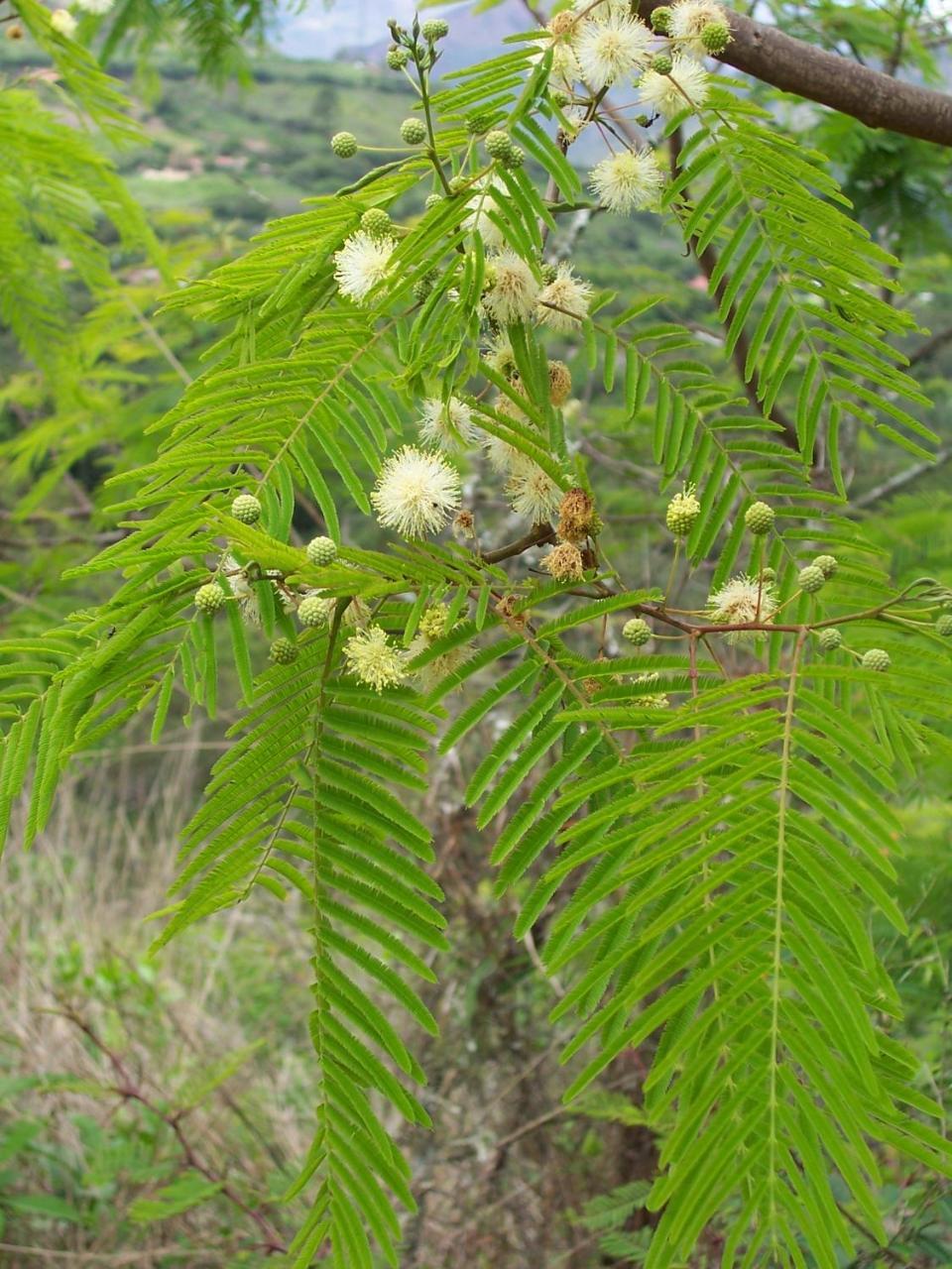 Rumi Wilco Ecolodge & Nature Reserve-Cabanas & Camping Vilcabamba Eksteriør billede