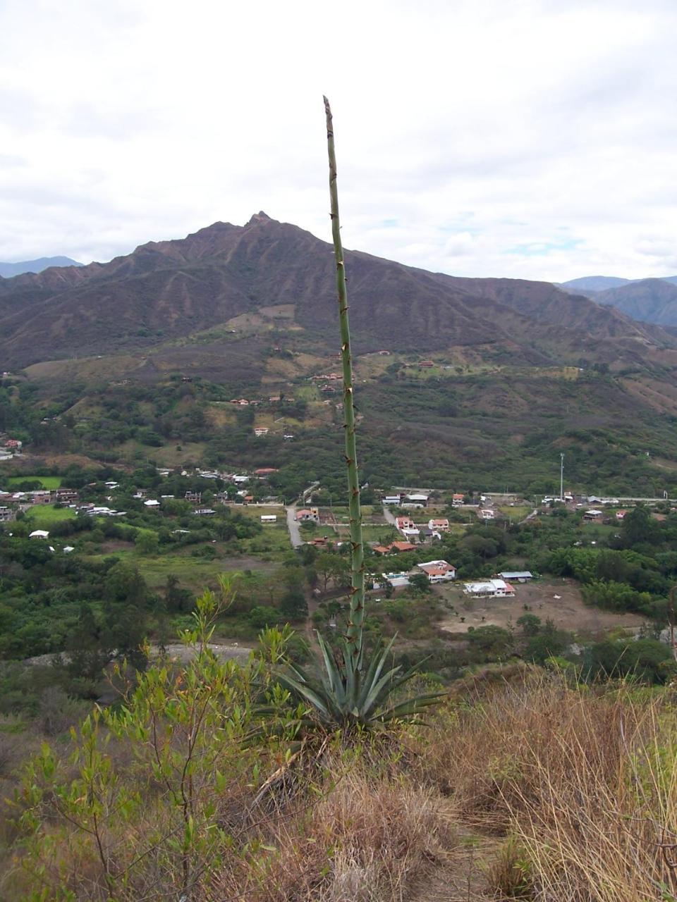 Rumi Wilco Ecolodge & Nature Reserve-Cabanas & Camping Vilcabamba Eksteriør billede