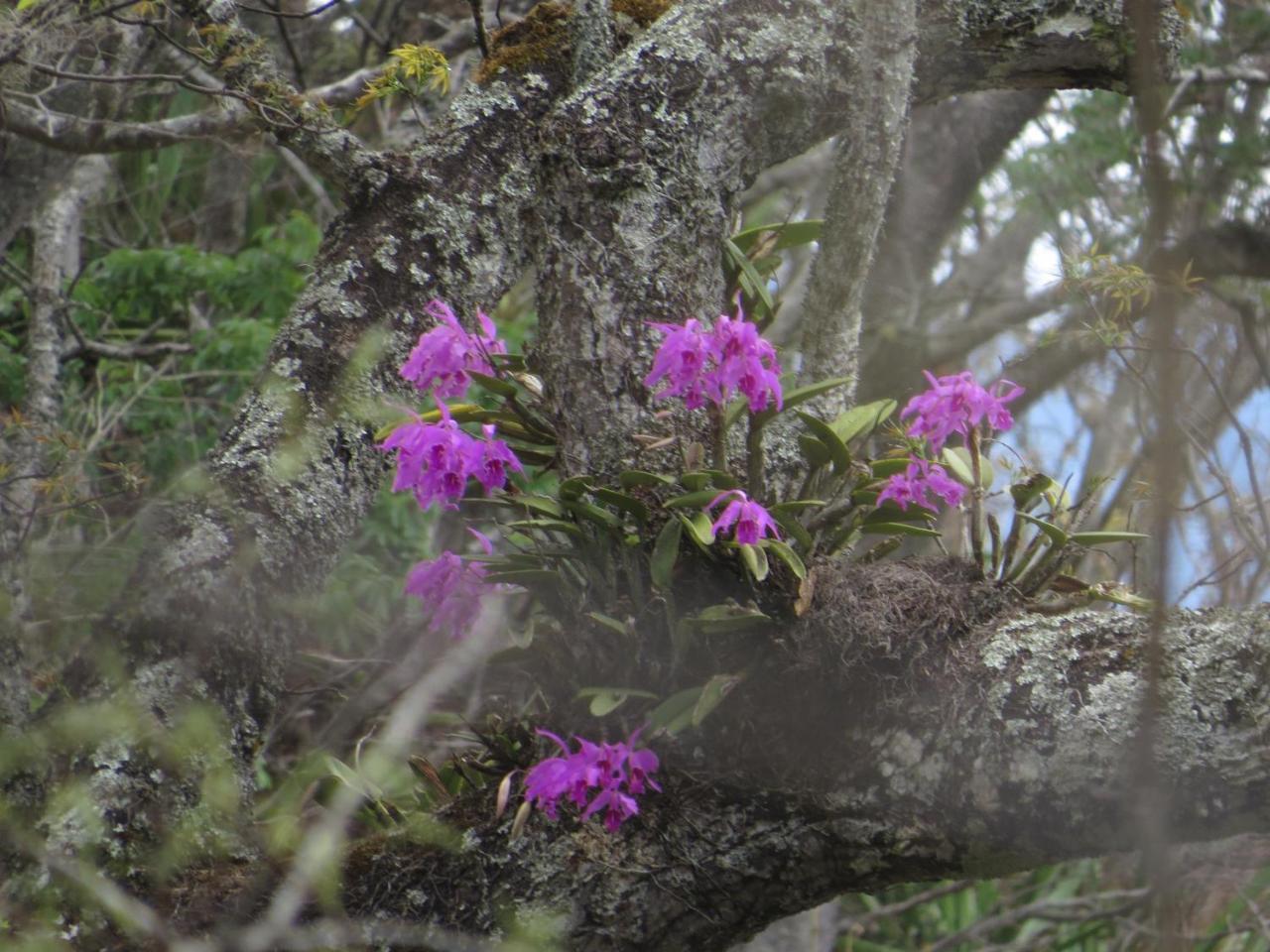 Rumi Wilco Ecolodge & Nature Reserve-Cabanas & Camping Vilcabamba Eksteriør billede
